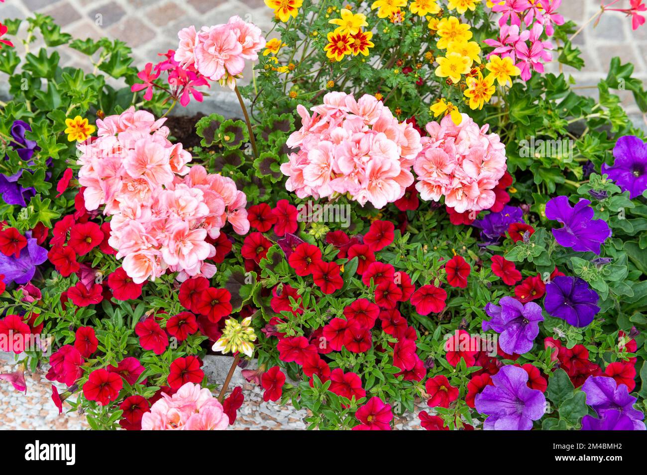 composition florale, stenico, italie Banque D'Images