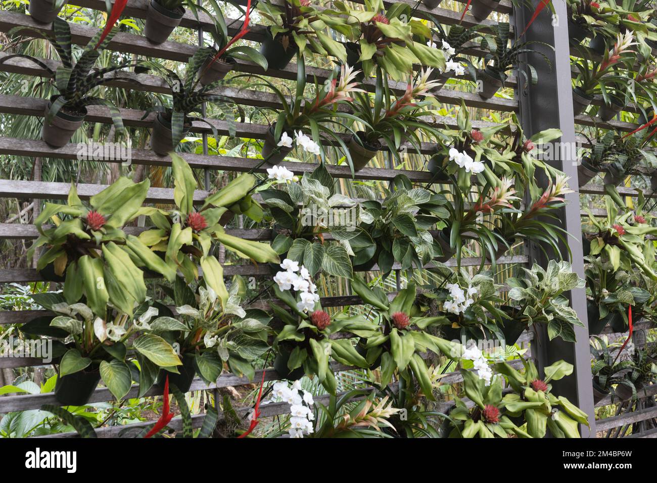 Un jardin mural vertical extérieur avec des broméliades et des orchidées. Banque D'Images