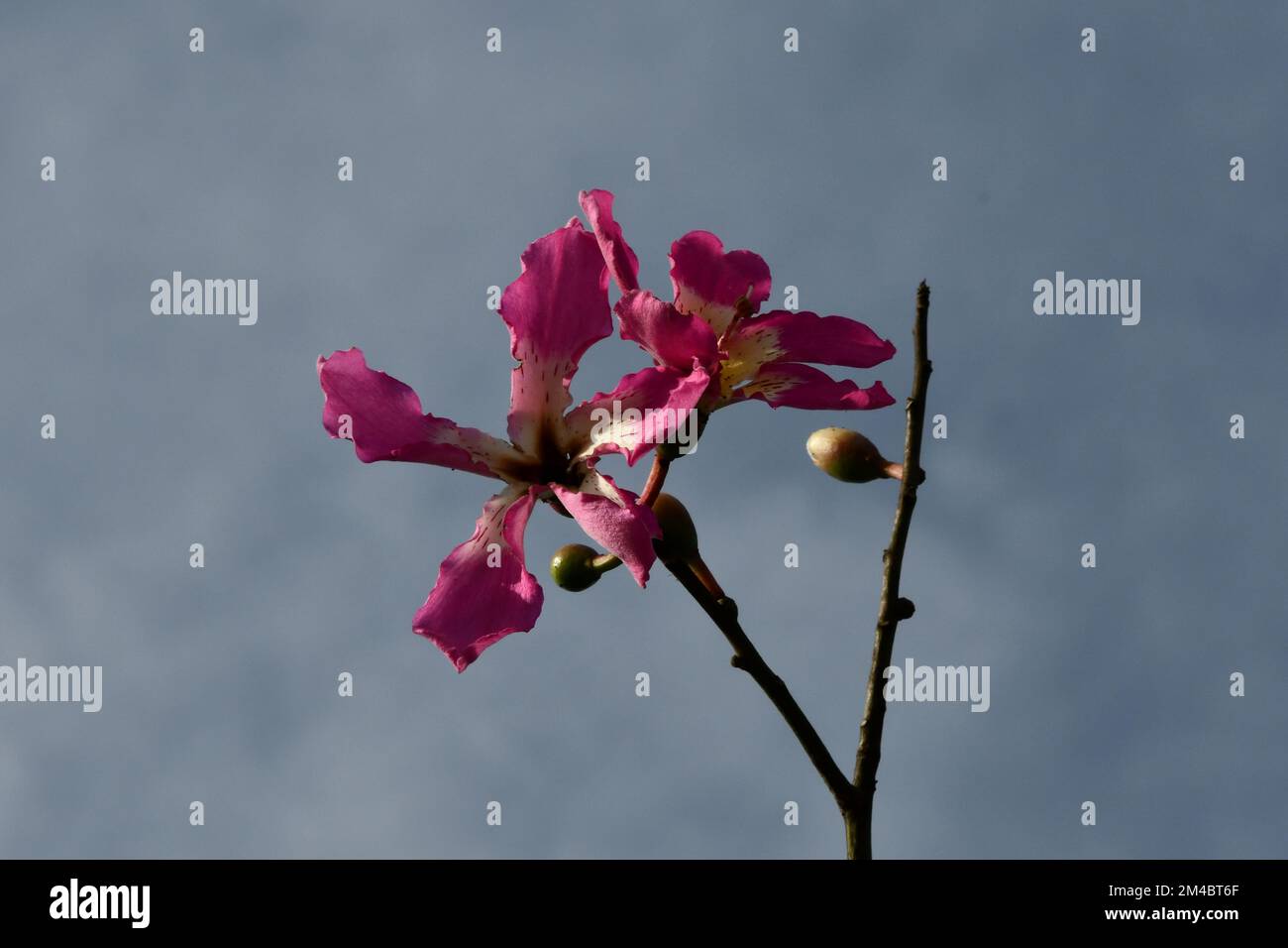 La fleur rose et blanche particulière du kapok Banque D'Images