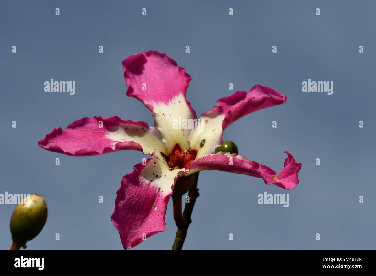 La fleur rose et blanche particulière du kapok Banque D'Images
