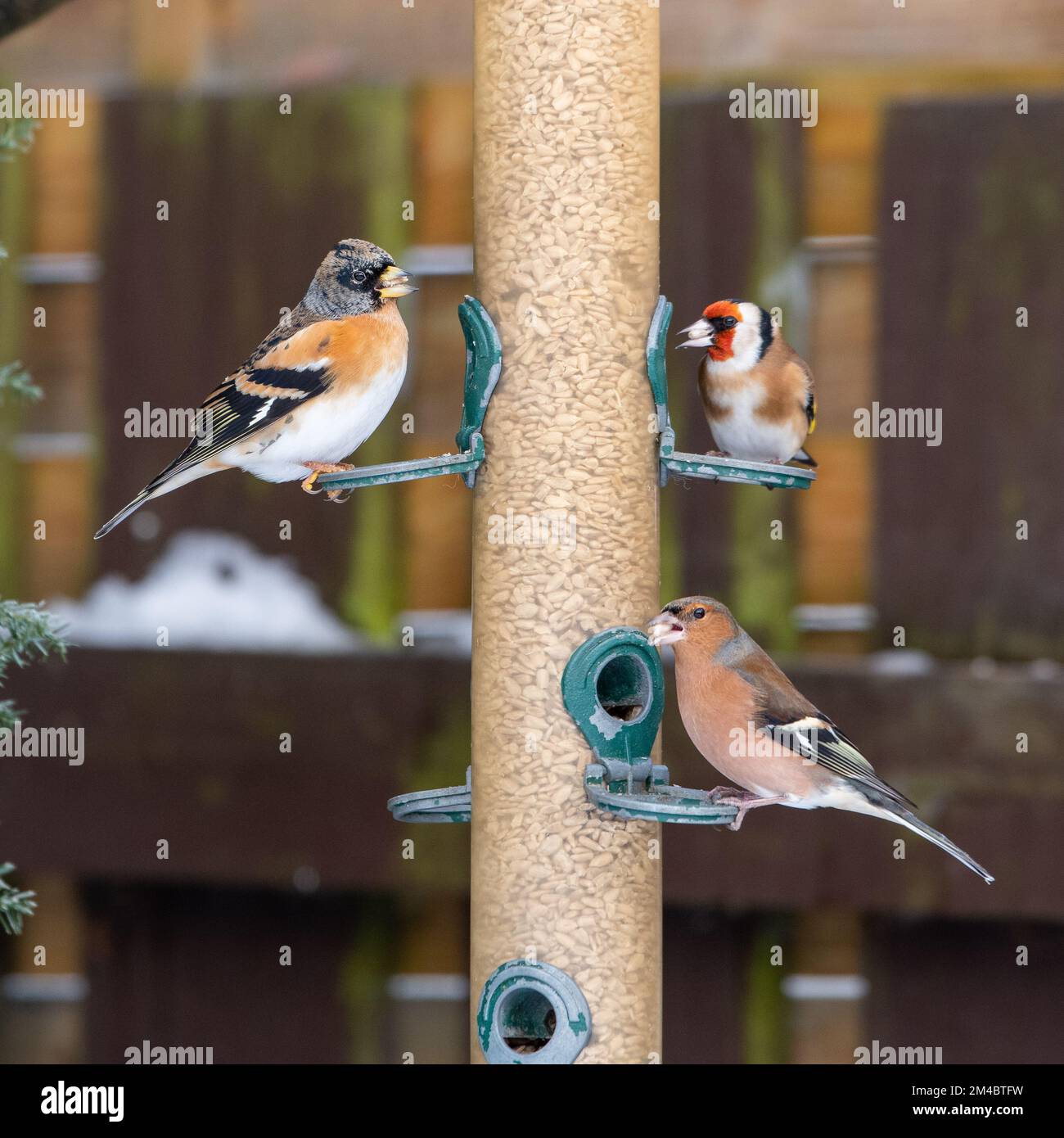 Brambling (Fringilla montifringilla), Goldfinch (Carduelis carduelis) et chaffinch (Fringilla coelebs) sur un mangeoire à oiseaux, Banque D'Images