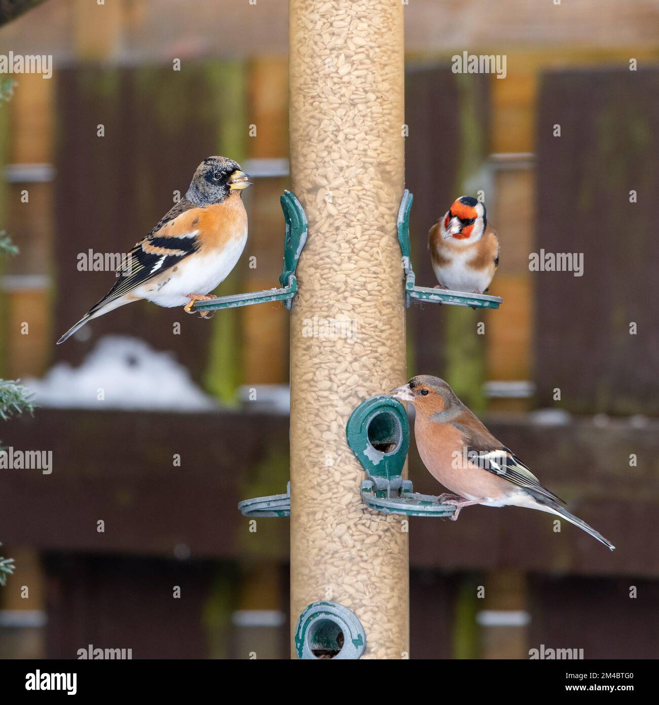 Brambling (Fringilla montifringilla), Goldfinch (Carduelis carduelis) et chaffinch (Fringilla coelebs) sur un mangeoire à oiseaux, Banque D'Images
