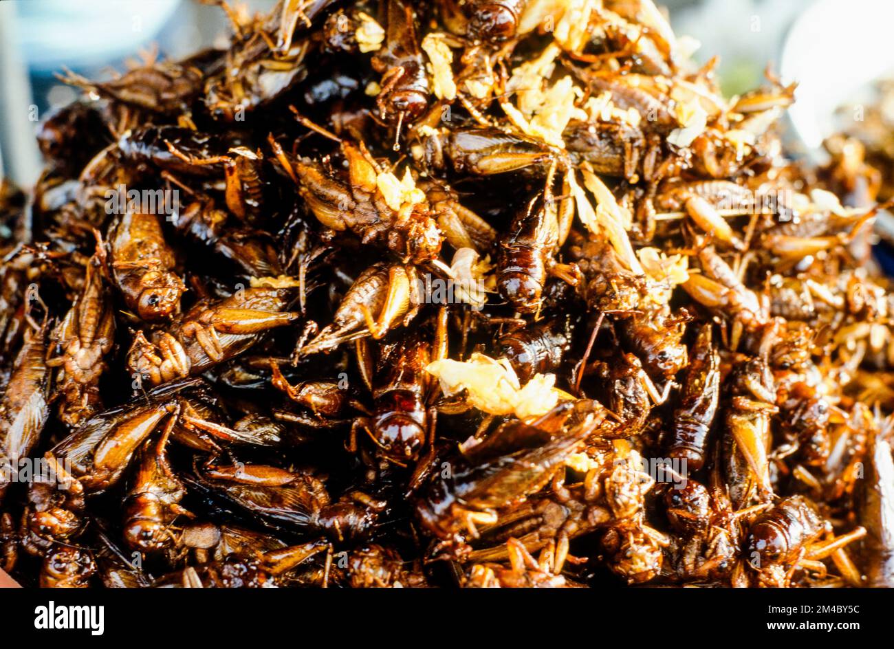 Les insectes frits sont delicassies pour personnes à Pnom Penh Banque D'Images