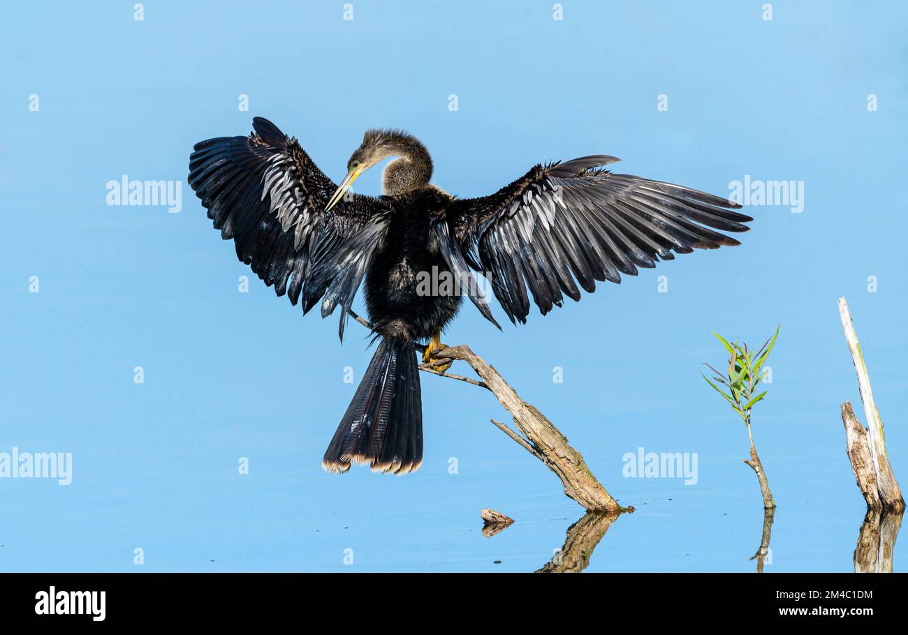Anhinga (Anhinga anhinga) sèche ses ailes au soleil au lac Apopka, Floride, États-Unis. Banque D'Images