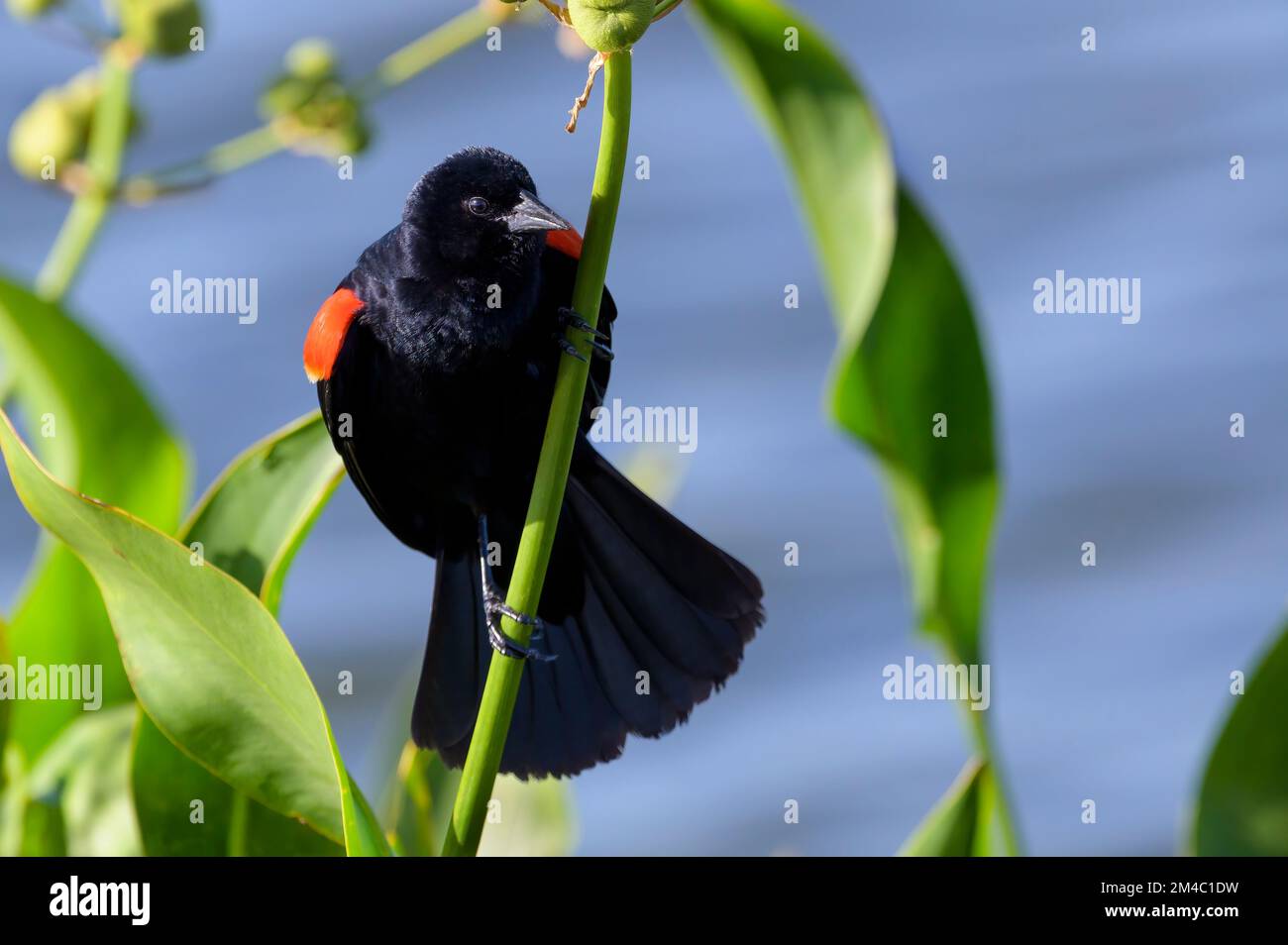 Blackbird à aigree rouge (Agelaius phoeniceus) adulte mâle, perchée sur le roseau, Lac Apopka, Floride, États-Unis. Banque D'Images