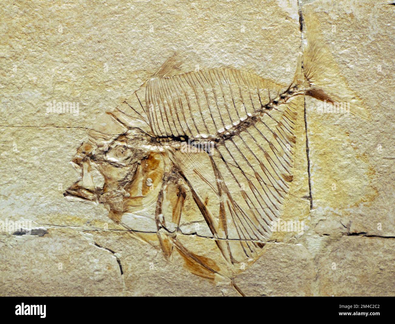 Mene Poisson Poisson mene Banque de photographies et d’images à haute résolution - Alamy