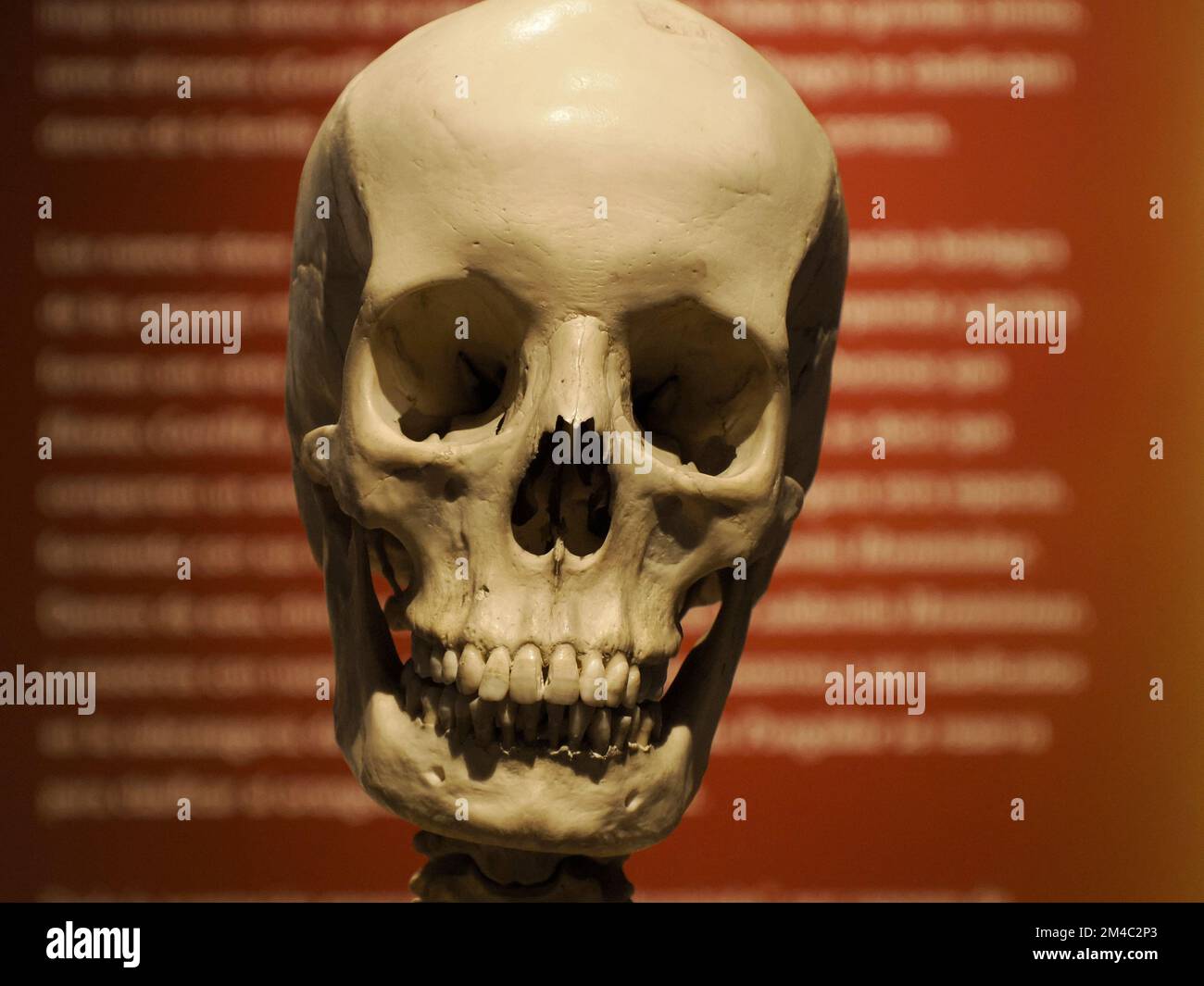 Détail d'affichage de l'évolution du crâne humain préhistorique de Neandertal Banque D'Images