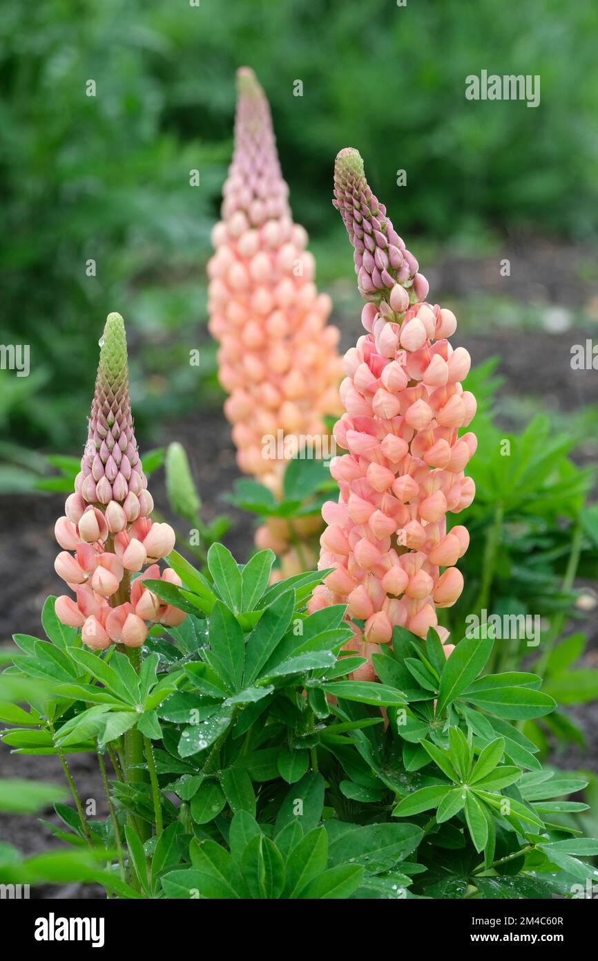 Lupin Salmon Star, Lupinus Salmon Star, racames vivaces de bourgeons lilas s'ouvrant aux fleurs de saumon qui s'estompent au jaune avec l'âge. Banque D'Images