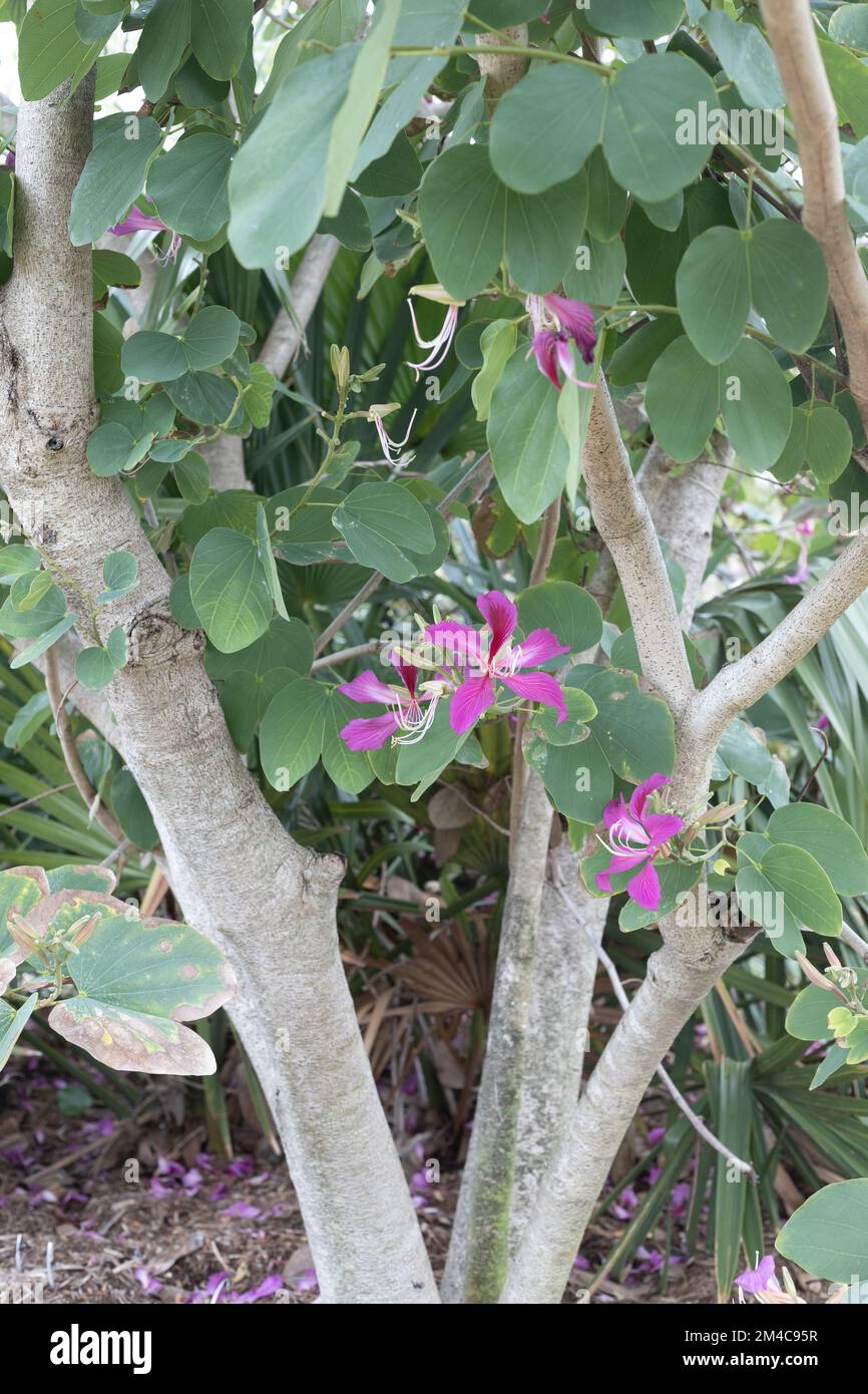 Bauhinia × blakeana - orchidée de Hong Kong. Banque D'Images