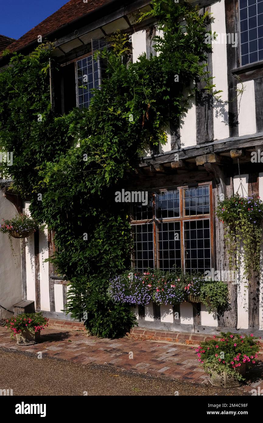 Une wisteria japonaise en forme de y florissante (Wisteria floribunda) monte la façade blanche à pans de bois de 12 Market place, construite en 1400s ou 1500s à Lavenham, Suffolk, Angleterre, Royaume-Uni. La maison a un étage supérieur sur la main ou la jetée soutenue par des solives en chêne exposées. Banque D'Images