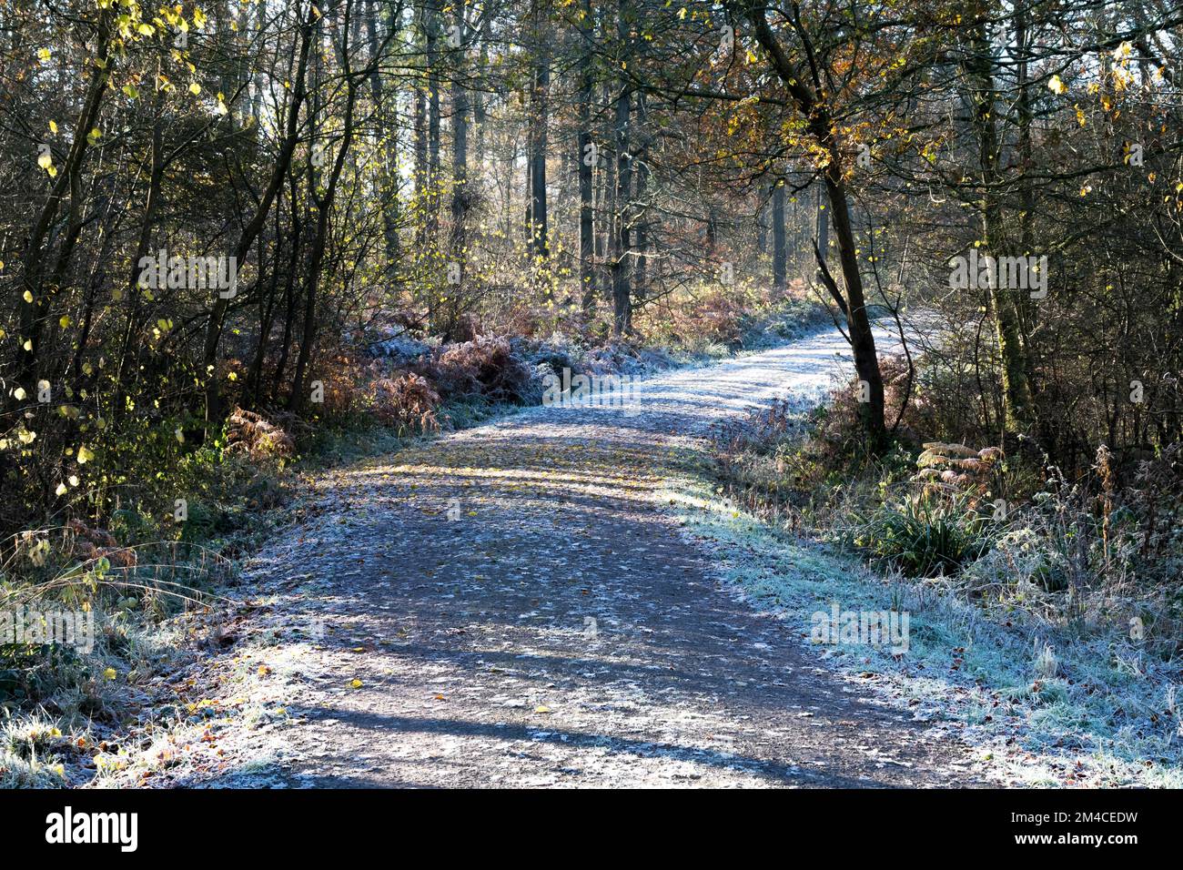 Un sentier enneigé à travers un bois avec le soleil d'hiver Banque D'Images