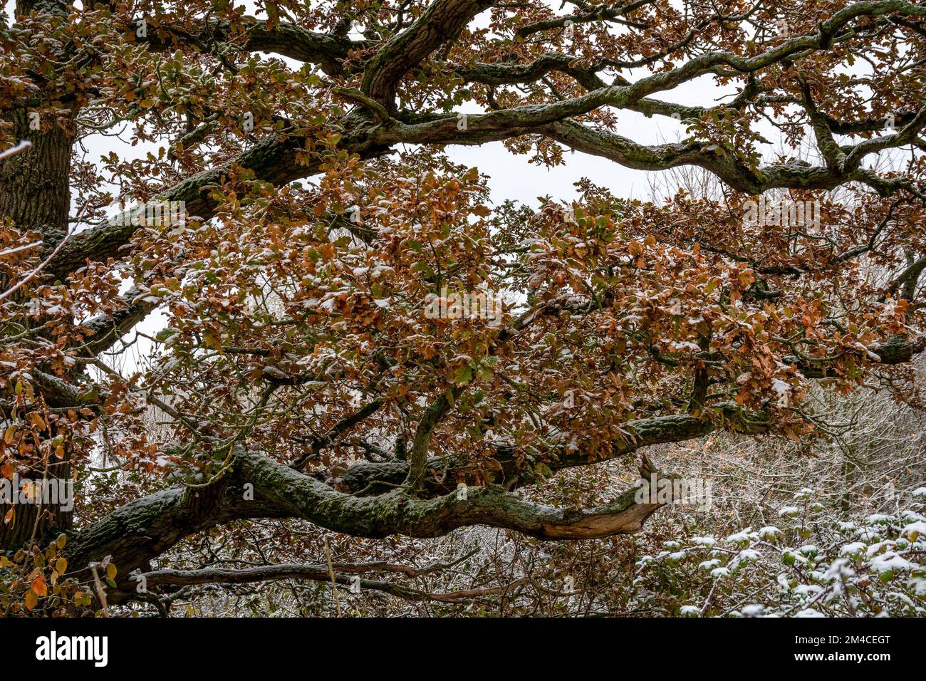 Un chêne recouvert de neige en hiver Banque D'Images