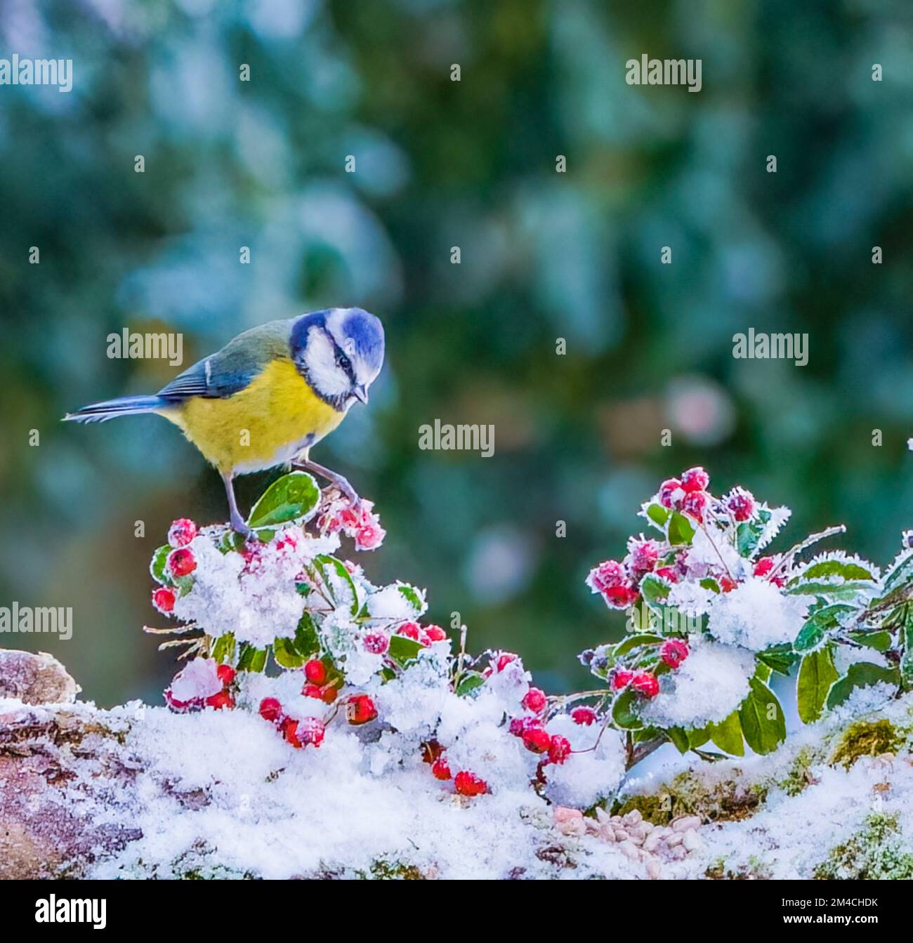 Motif bleu dans la neige classique de Noël Banque D'Images