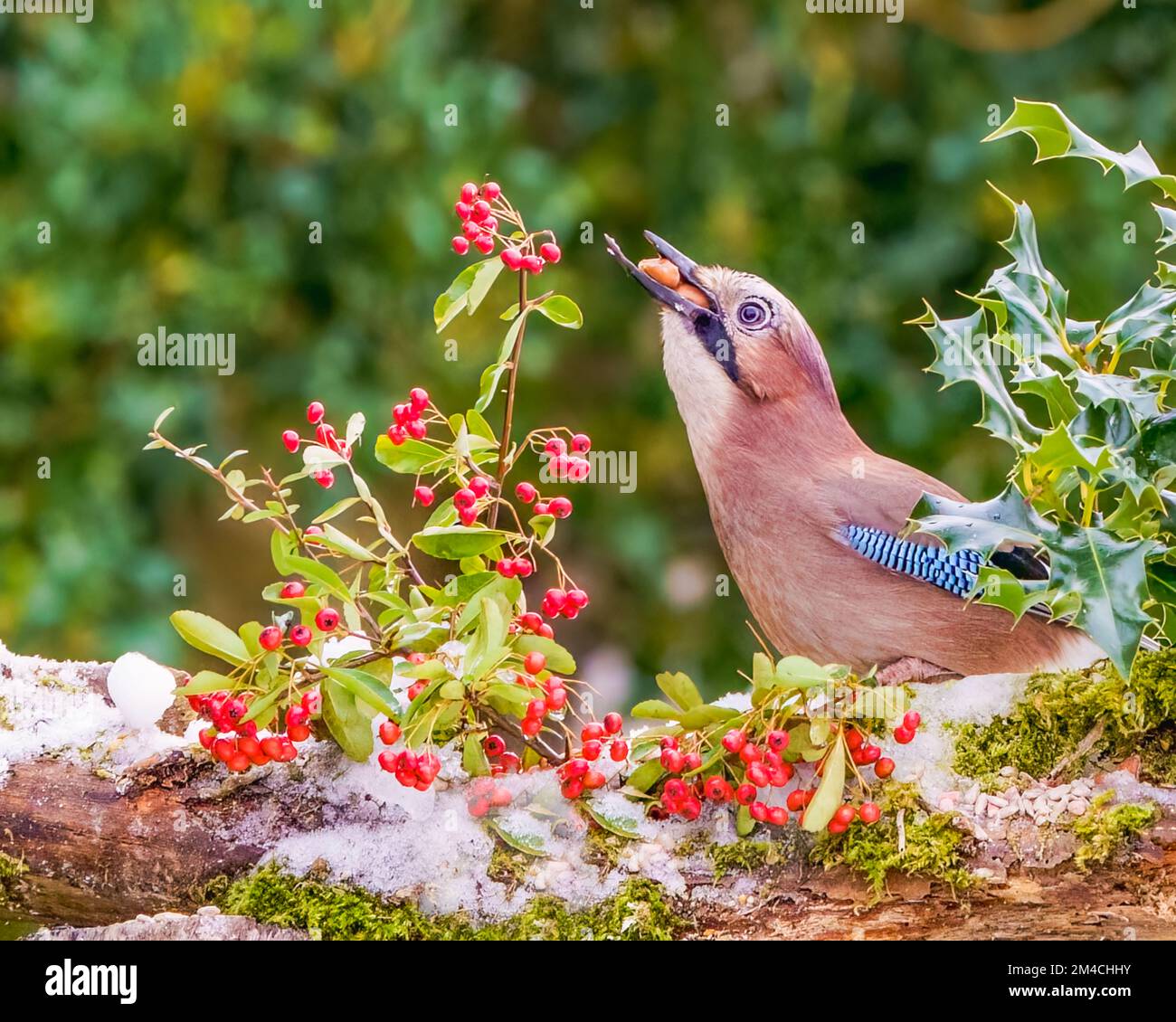 Jay gourmand consommant des cacahuètes Banque D'Images