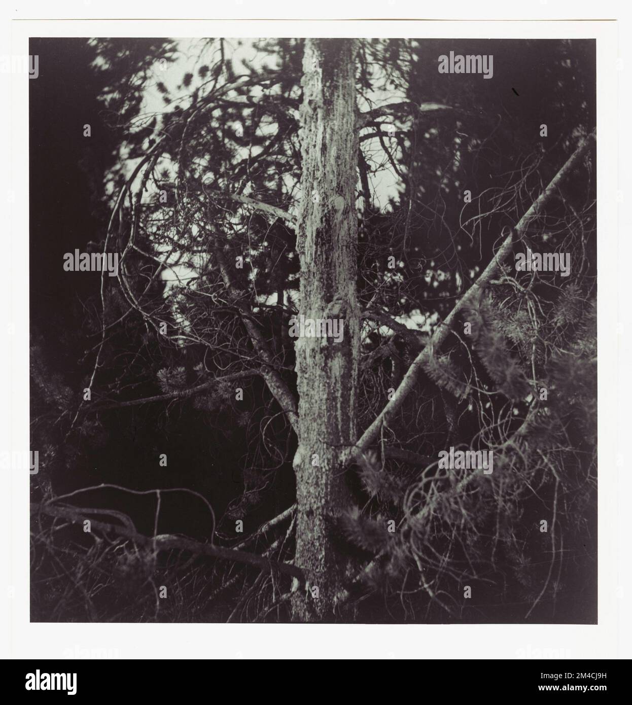 Dommages et pertes aux peuplements d'arbres - Idaho. Photographies relatives aux forêts nationales, aux pratiques de gestion des ressources, au personnel et à l'histoire culturelle et économique Banque D'Images