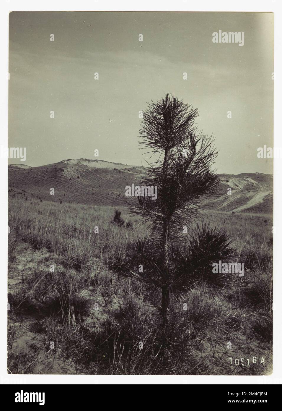 Dommages et pertes aux arbres individuels - tous les États. Photographies relatives aux forêts nationales, aux pratiques de gestion des ressources, au personnel et à l'histoire culturelle et économique Banque D'Images