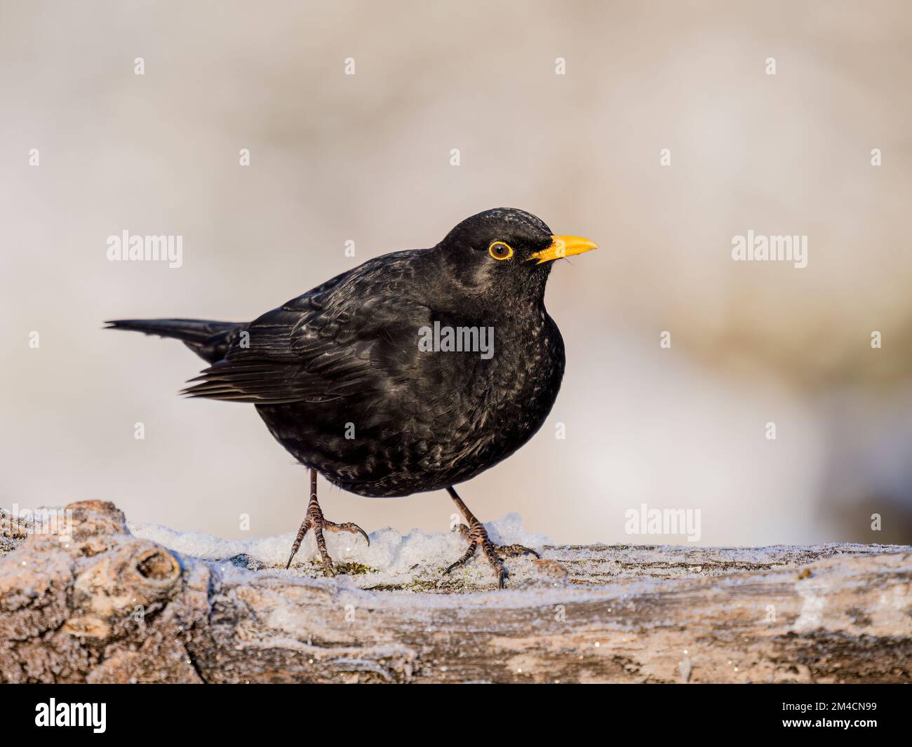 blackbird mâle en hiver au milieu du pays de Galles Banque D'Images