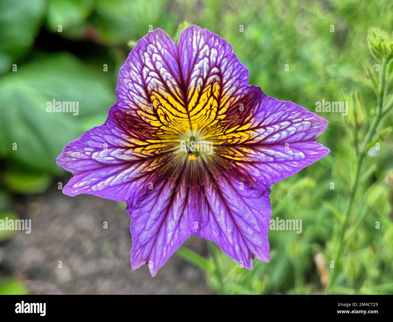 Fleurs gros plan Banque D'Images