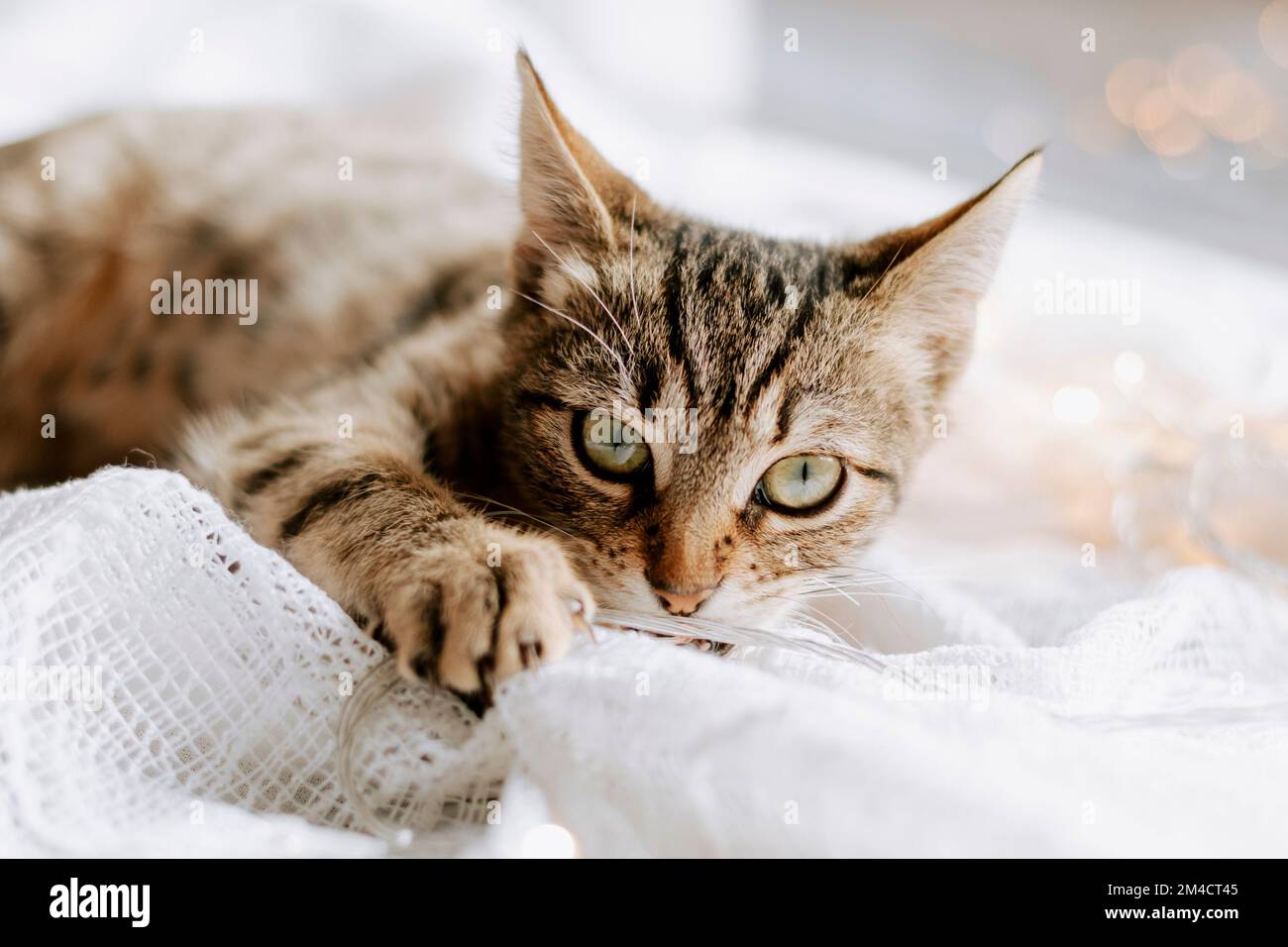 Un chaton rayé sur la fenêtre joue avec une guirlande. Hiver, une journée confortable à la maison. Banque D'Images