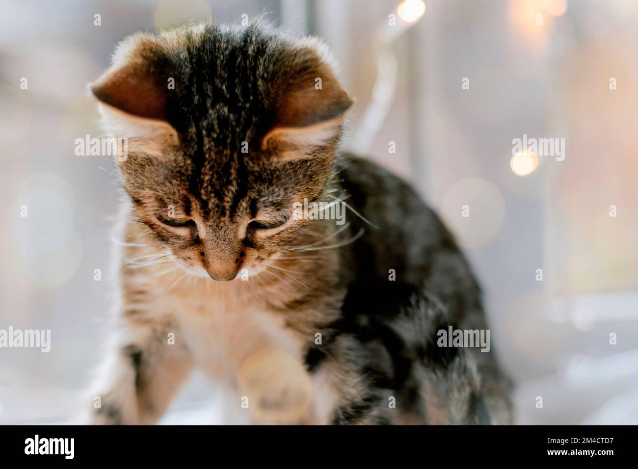 Un chaton rayé sur la fenêtre joue avec une guirlande. Hiver, une journée confortable à la maison. Banque D'Images