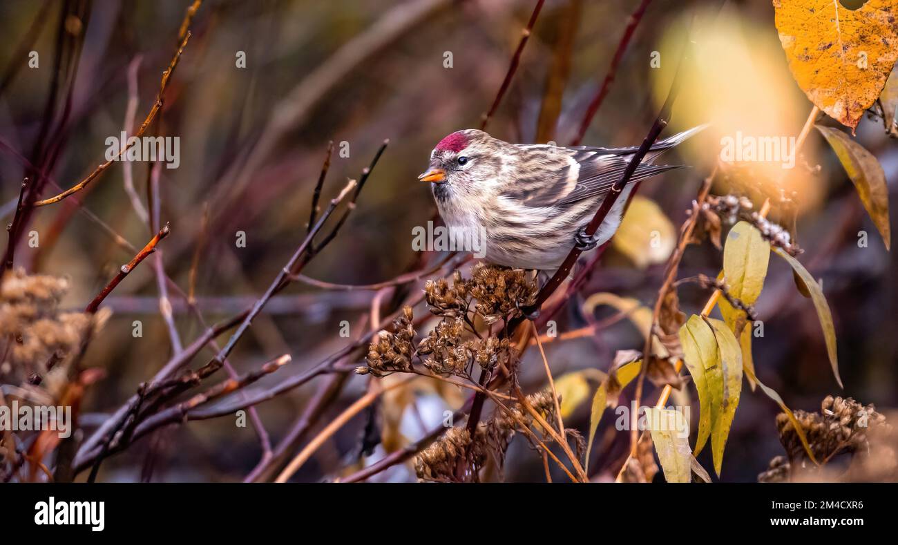 Femelle de Redpoll commun (Acanthis flammea), immature, perchée sur une branche, à l'automne, avec des feuilles jaunes Banque D'Images