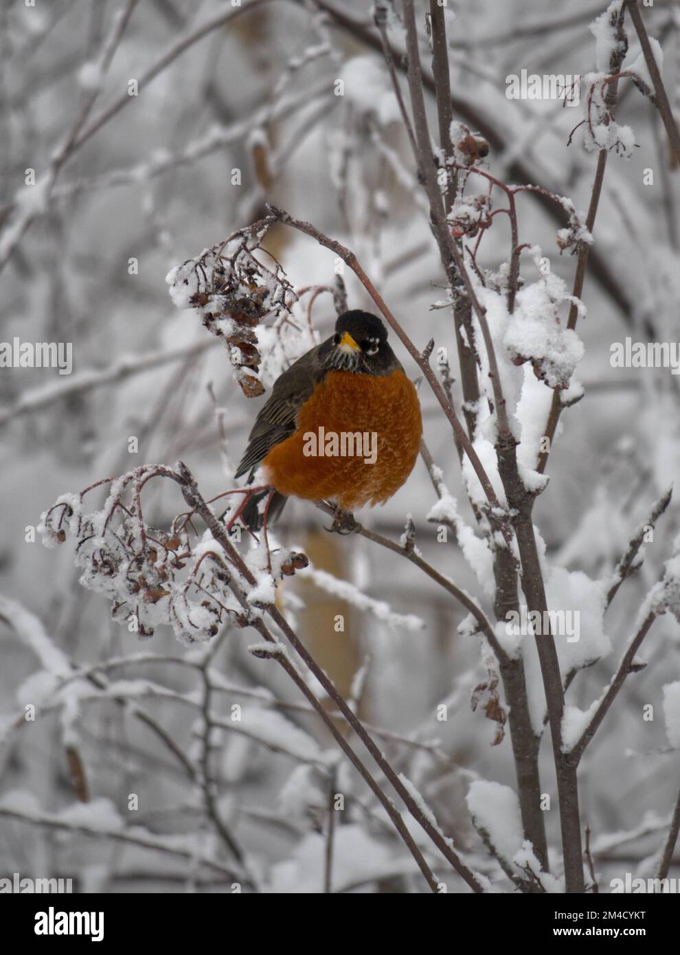 Un oiseau-Robin américain perché sur une branche mince d'arbres dans un paysage hivernal enneigé au parc régional de la rivière Capilano à North Vancouver, C.-B., Canada Banque D'Images