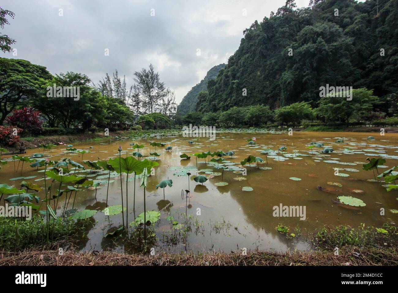 Magnifique étang de lotus au complexe de temple de grotte de Kek Lok Thong dans les collines de karst calcaire autour d'Ipoh en Malaisie. Banque D'Images