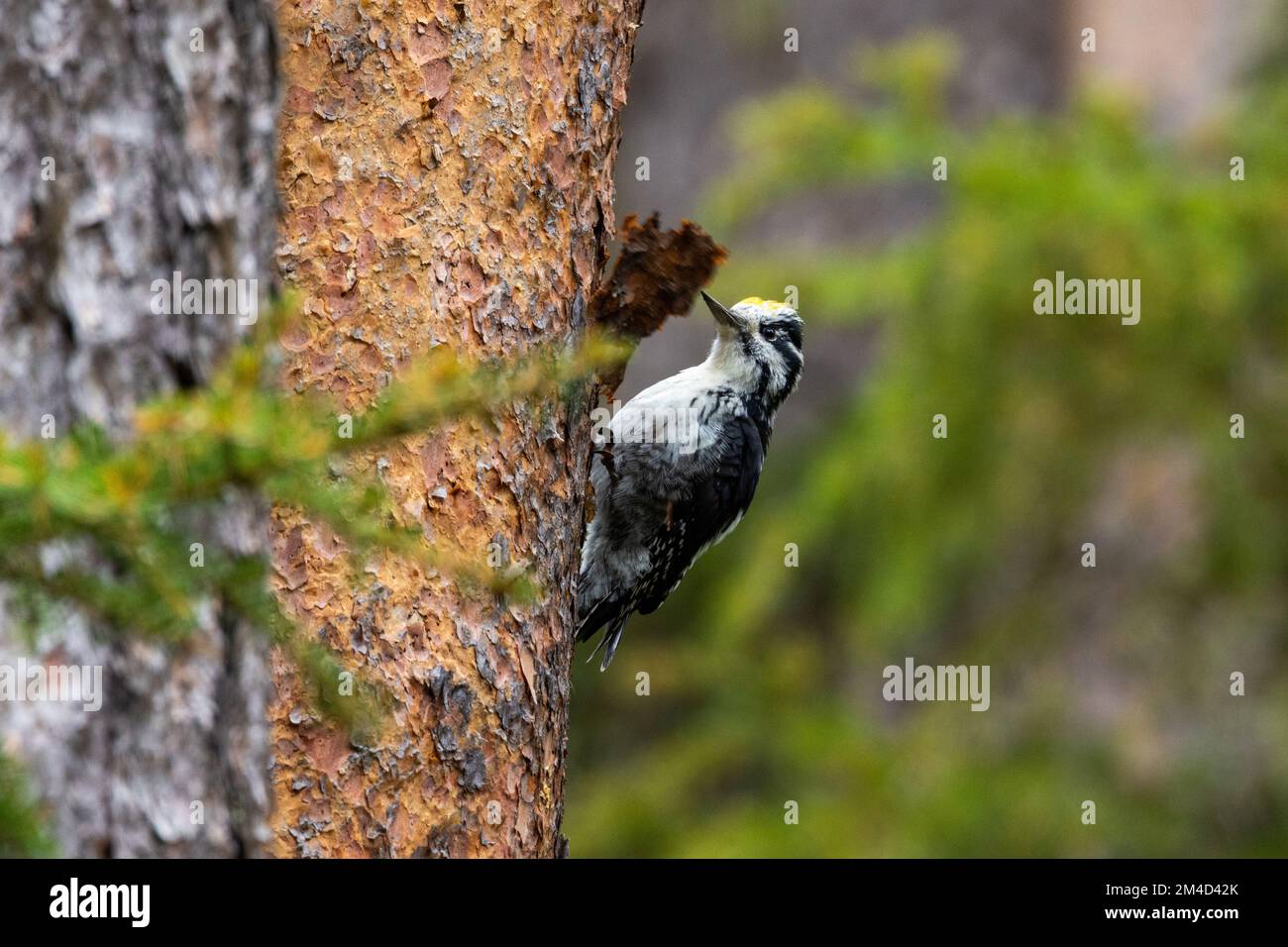 Un beau pic mâle à trois doigts grimpant sur un tronc de pin et cherchant de la nourriture dans une vieille forêt finlandaise près de Kuusamo Banque D'Images