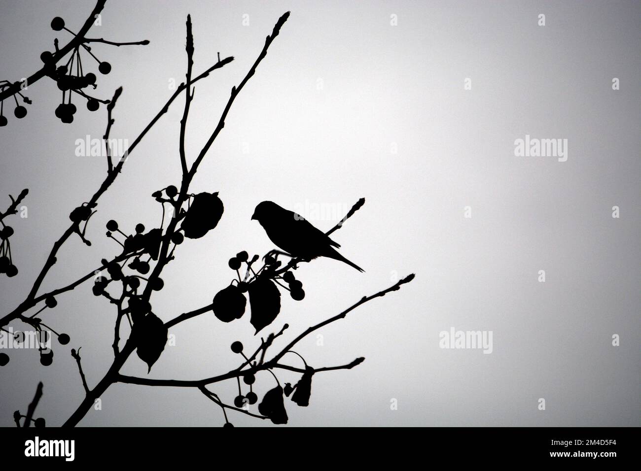 Un songbird perche dans un arbre sans feuilles à Santa Fe, Nouveau-Mexique. Banque D'Images