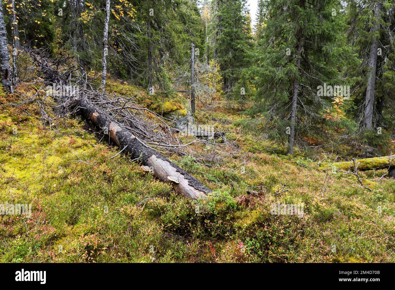 Une forêt vierge de Närängänvaara avec des bois morts près de Kuusamo, le jour de l'automne dans le nord de la Finlande Banque D'Images