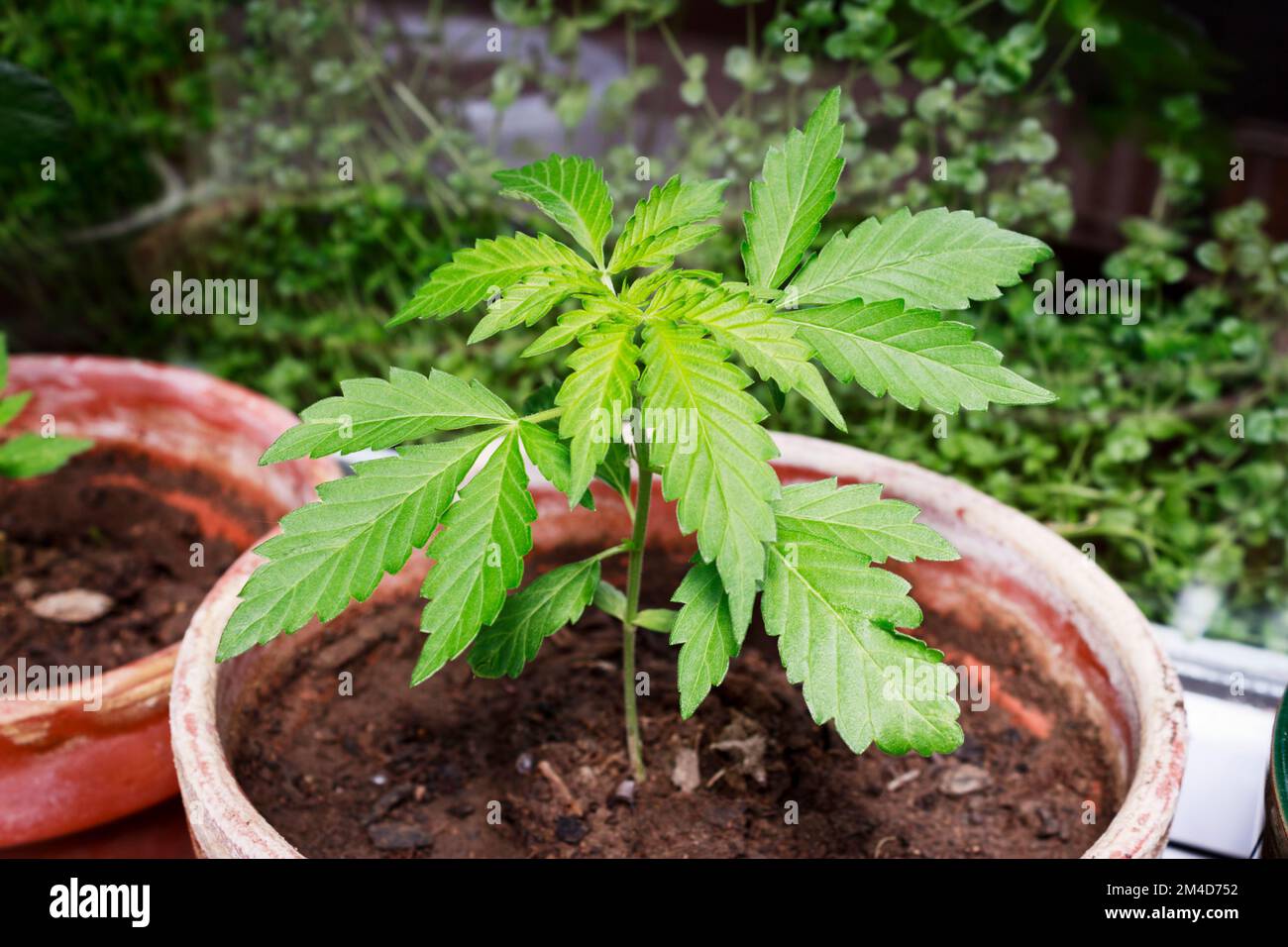 Cannabis Sativa plantule au stade végétatif dans la parcelle de plante. Juridique médical marijuana homegarmer. Banque D'Images