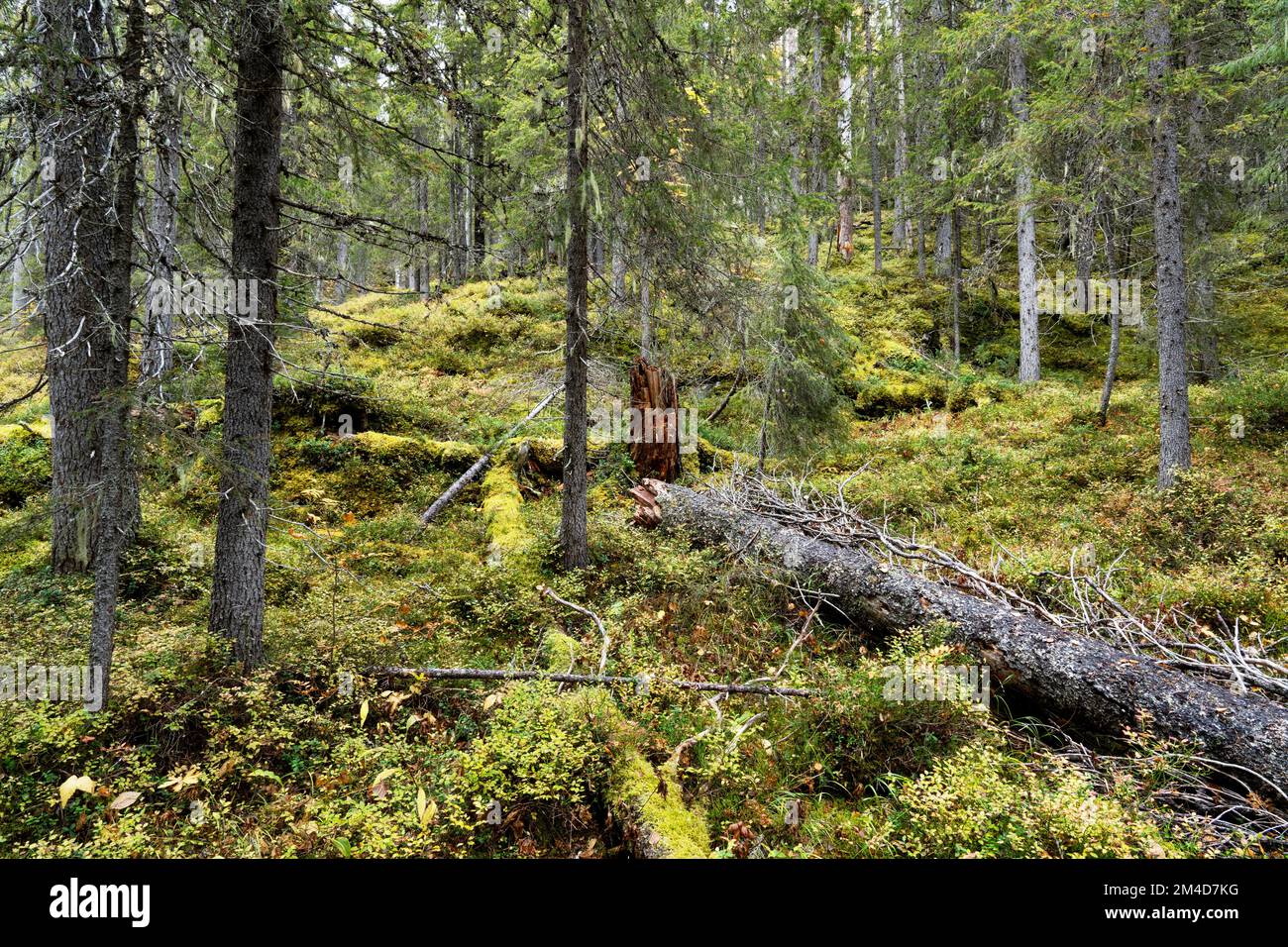 Une forêt vierge de Närängänvaara avec des bois morts près de Kuusamo, le jour de l'automne dans le nord de la Finlande Banque D'Images