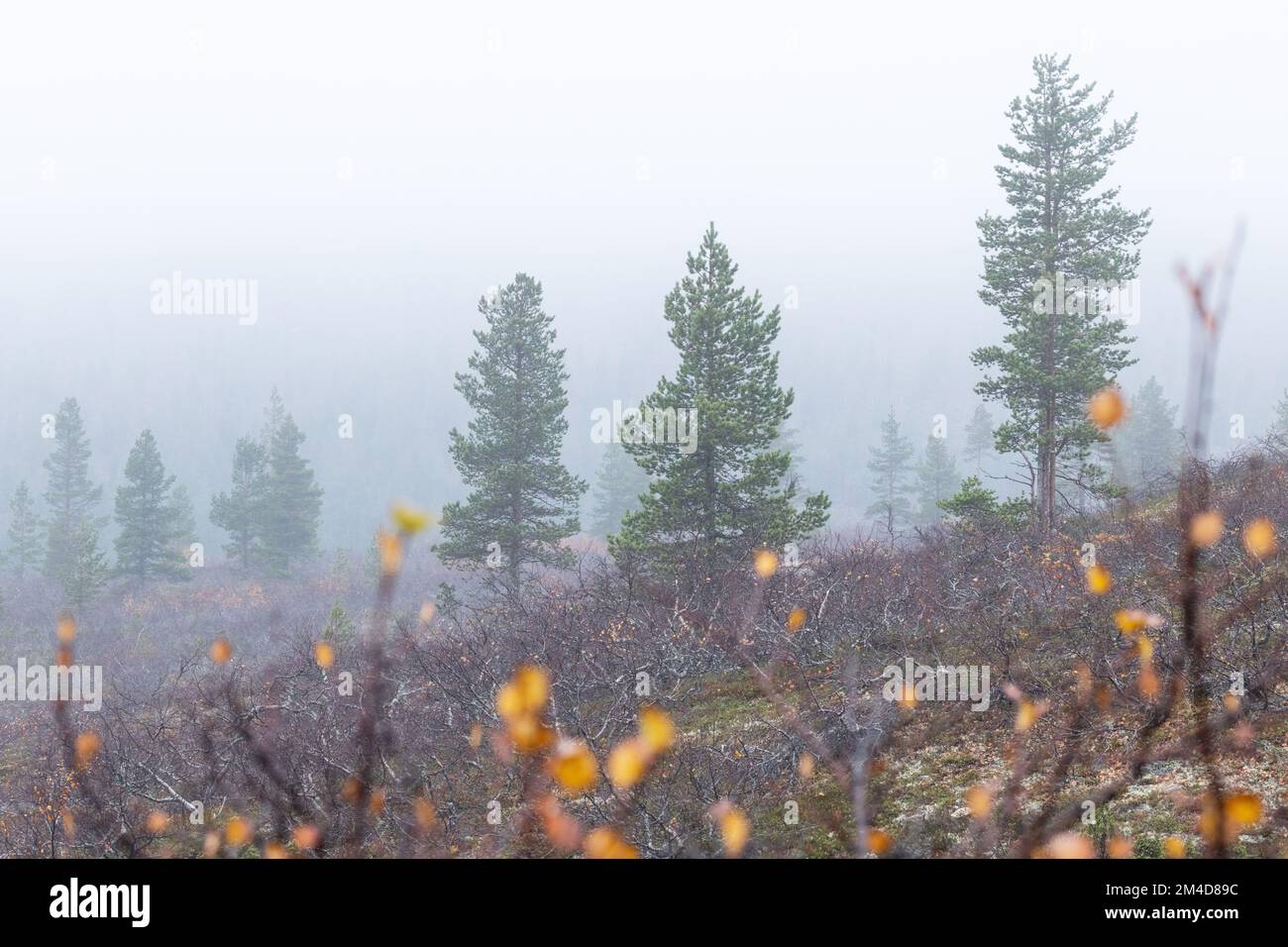 Des épinettes debout sur une Kiilopää sont tombées à flanc de colline pendant une journée d'automne brumeuse dans le parc national d'Urho Kekkonen, dans le nord de la Finlande Banque D'Images