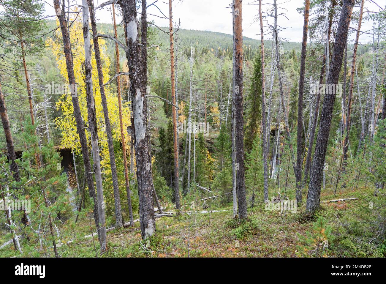 Une ancienne forêt de pins avec bois mort dans le parc national Autumnal Oulanka, dans le nord de la Finlande Banque D'Images