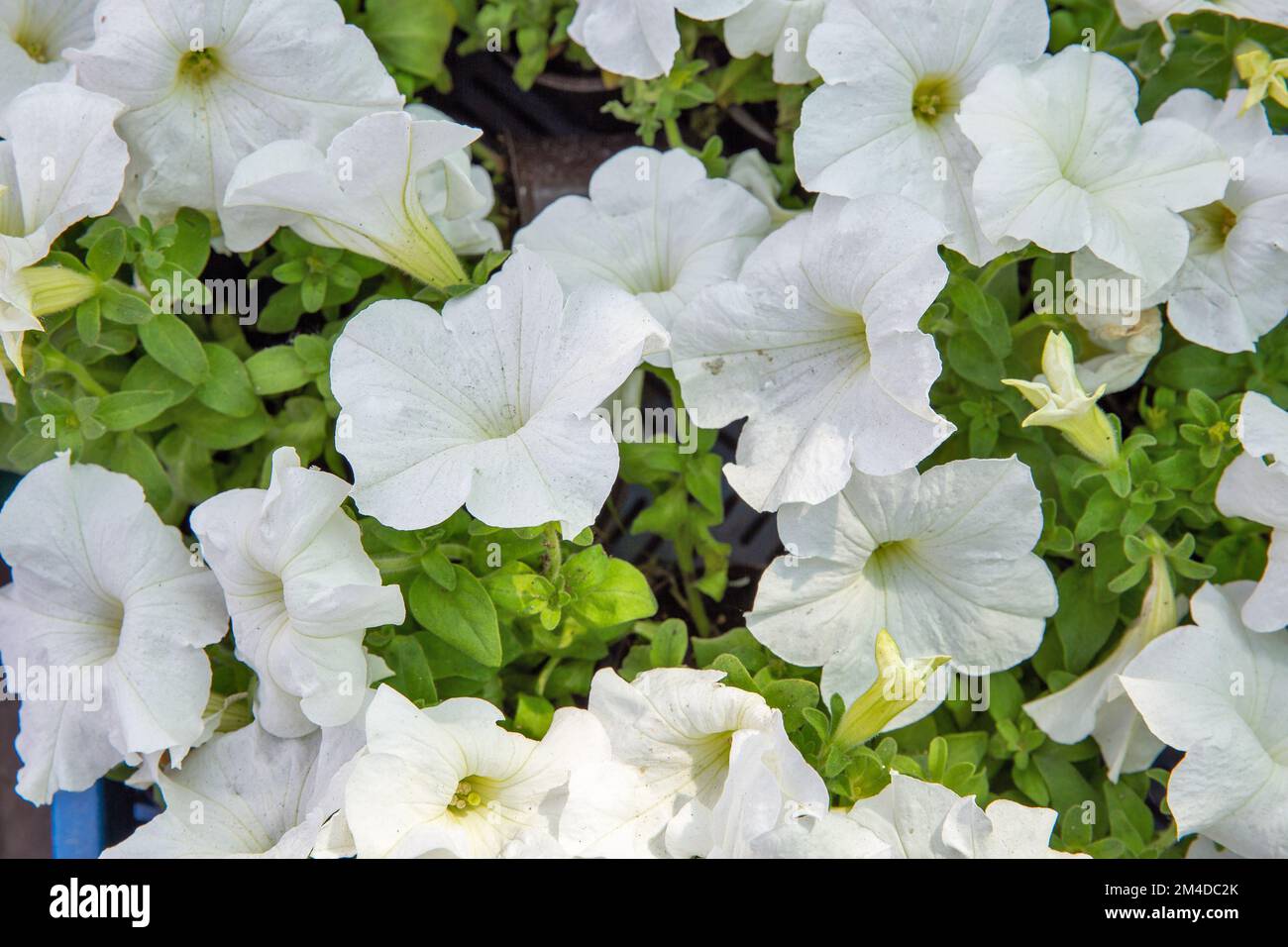 Blanc frais fleurs petunia fond gros plan Banque D'Images