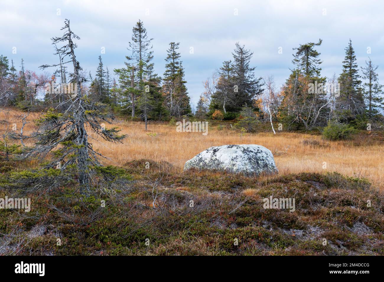 Pente automnale mire avec un grand rocher dans le parc national de Riisitunturi, dans le nord de la Finlande Banque D'Images