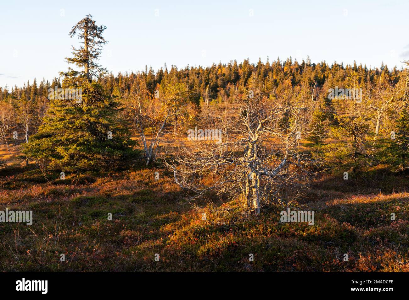 Une soirée ensoleillée en pente mire avec quelques arbres dans le parc national de Riisitunturi, dans le nord de la Finlande Banque D'Images