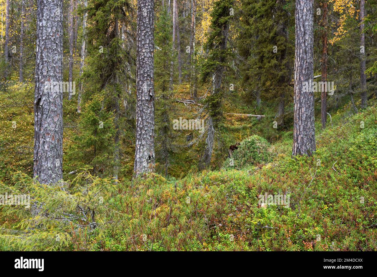 Magnifique forêt de conifères d'automne sur une colline dans le parc national d'Oulanka, en Europe du Nord Banque D'Images