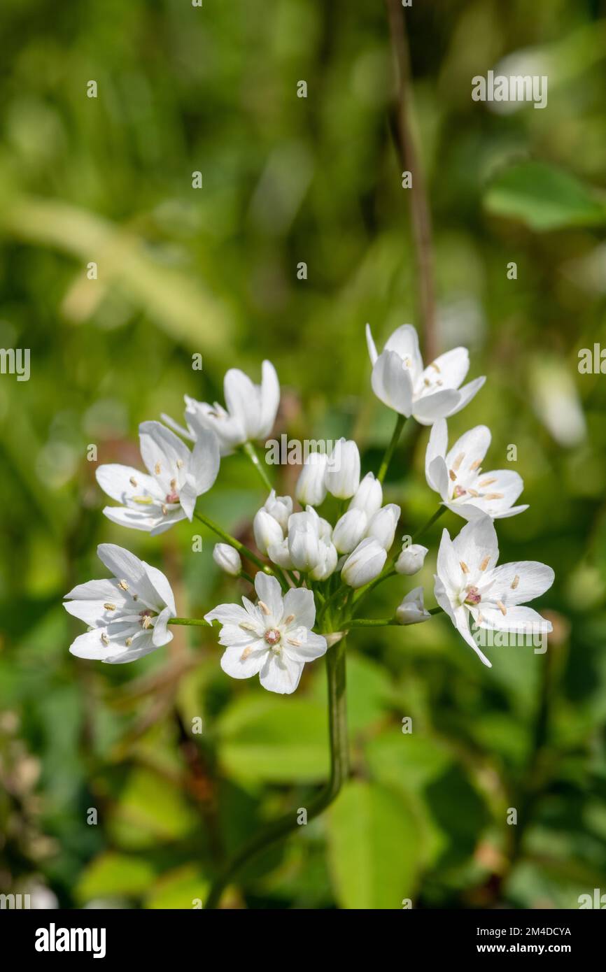 Gros plan de fleurs d'ail napolitain (allium neapolitanum) en fleur Banque D'Images