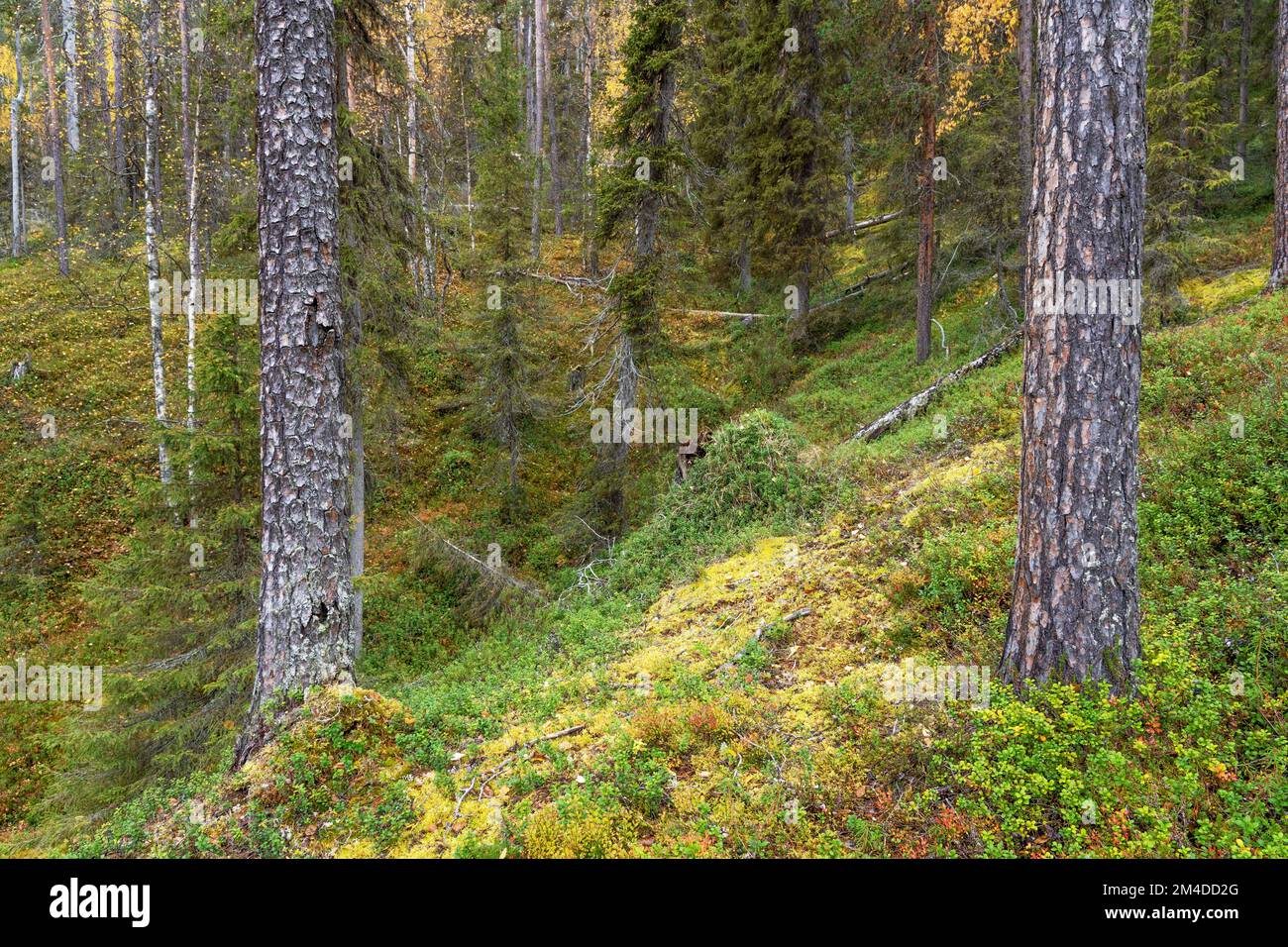 Magnifique forêt de conifères d'automne sur une colline dans le parc national d'Oulanka, en Europe du Nord Banque D'Images