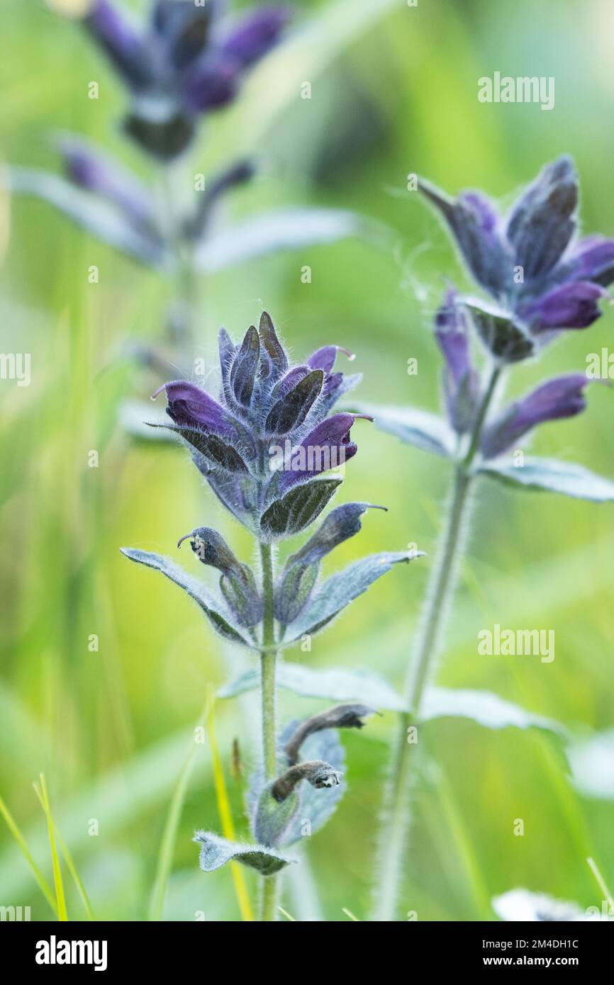 Gros plan d'une bartsia alpine en pleine floraison, un jour d'été dans le nord de la Finlande Banque D'Images