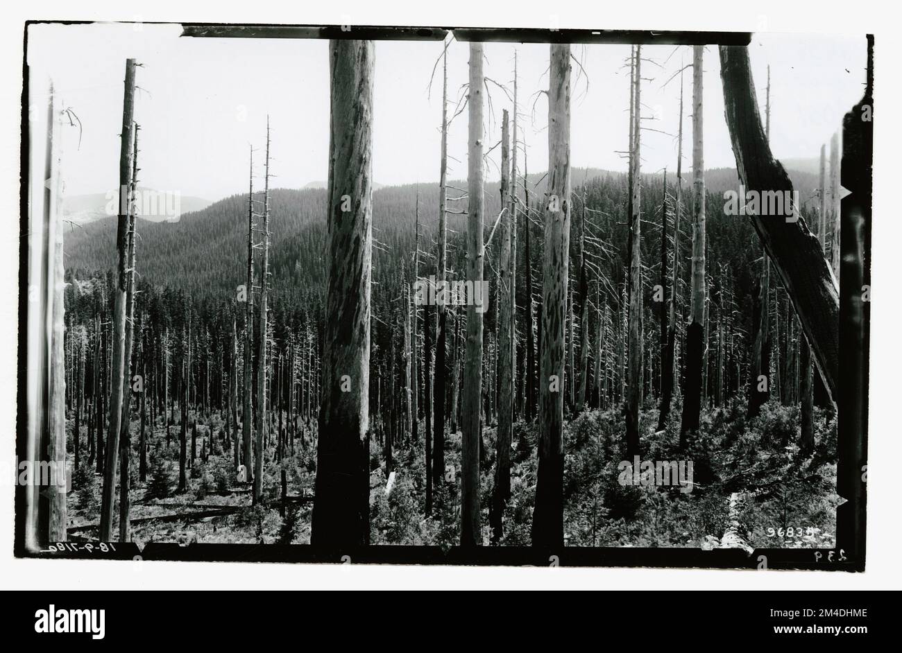 Zones brûlées - brûlures anciennes. Photographies relatives aux forêts nationales, aux pratiques de gestion des ressources, au personnel et à l'histoire culturelle et économique Banque D'Images