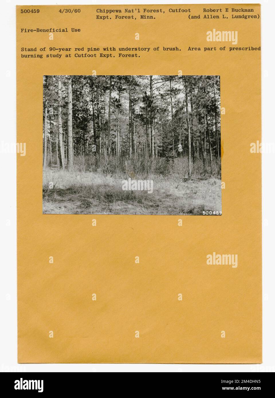 Zones brûlées - brûlures anciennes. Photographies relatives aux forêts nationales, aux pratiques de gestion des ressources, au personnel et à l'histoire culturelle et économique Banque D'Images