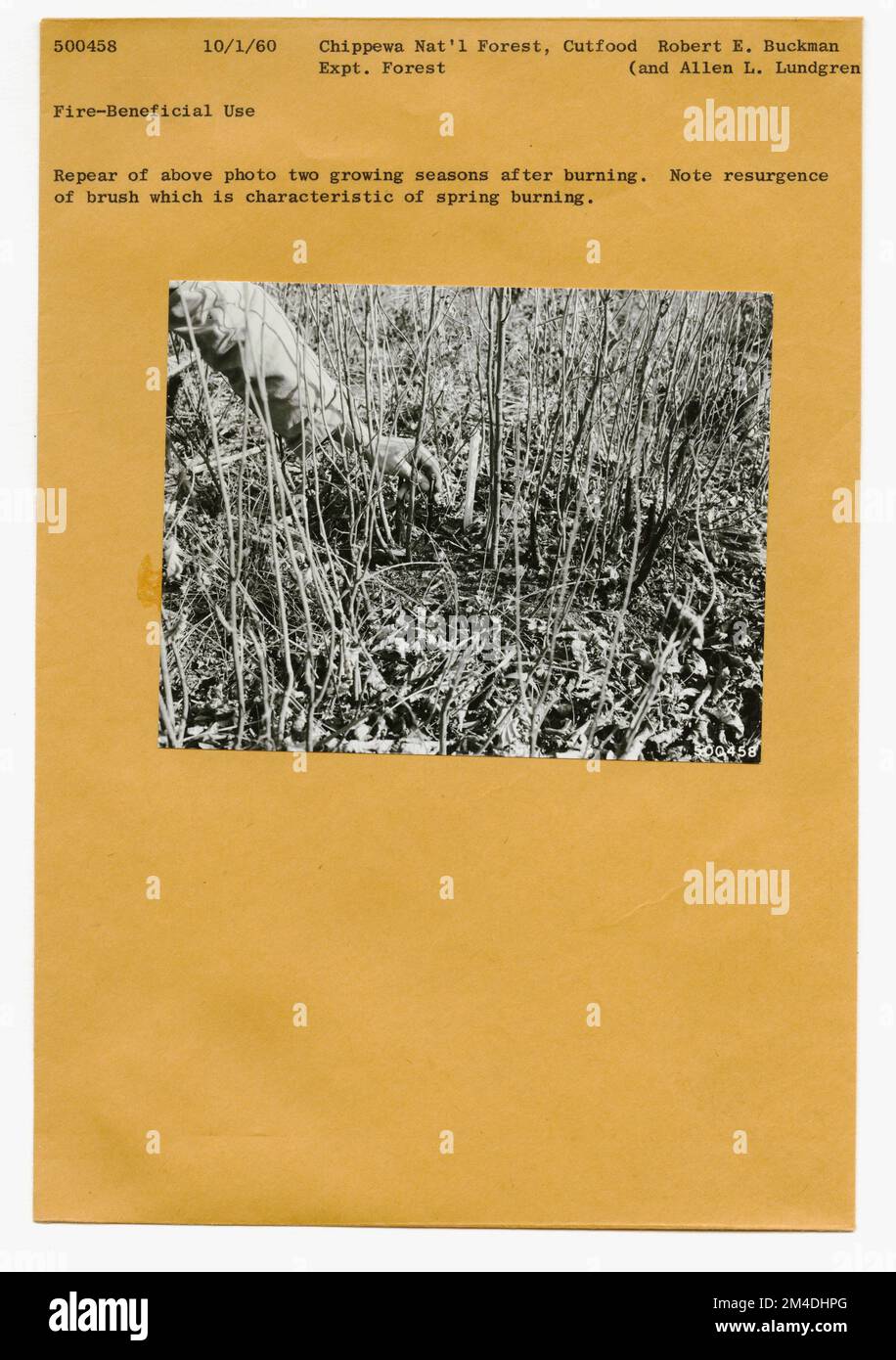 Zones brûlées - brûlures anciennes. Photographies relatives aux forêts nationales, aux pratiques de gestion des ressources, au personnel et à l'histoire culturelle et économique Banque D'Images