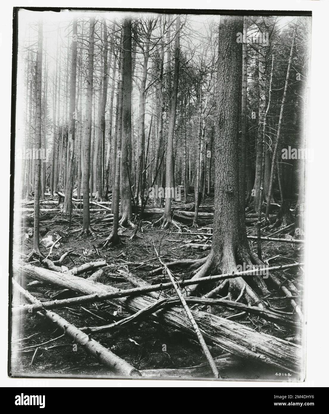 Zones brûlées - Généralités. Photographies relatives aux forêts nationales, aux pratiques de gestion des ressources, au personnel et à l'histoire culturelle et économique Banque D'Images