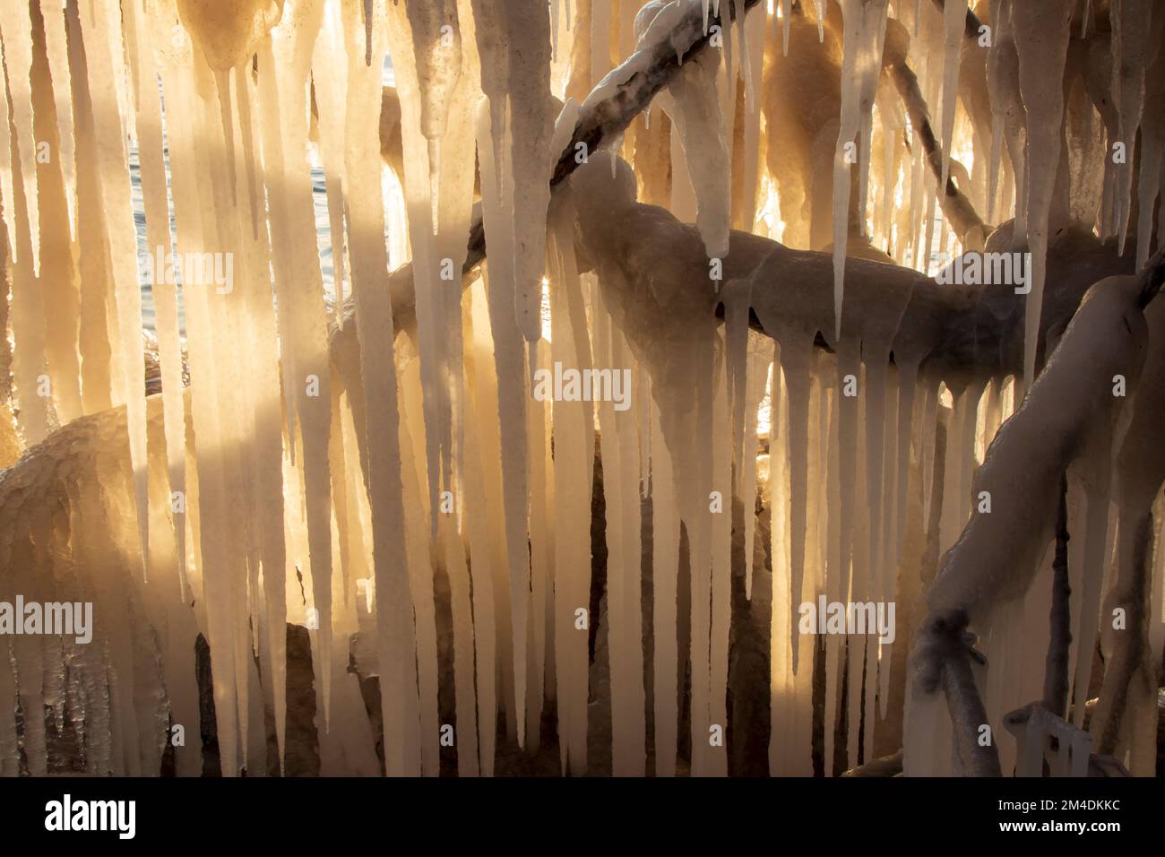 Glaces rétroéclairées suspendues à des branches d'arbres au lac Michigan Banque D'Images