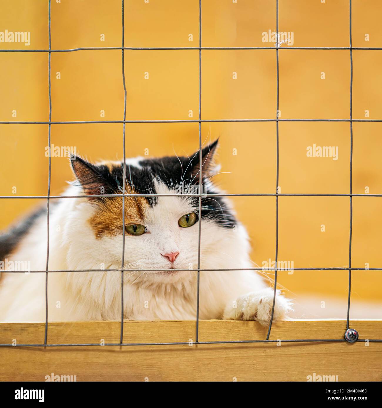 Chat solitaire tricolore avec un regard triste, allongé dans une cage dans un abri et attendant le propriétaire. Concept de l'humanité, de la bonté et de l'amitié Banque D'Images