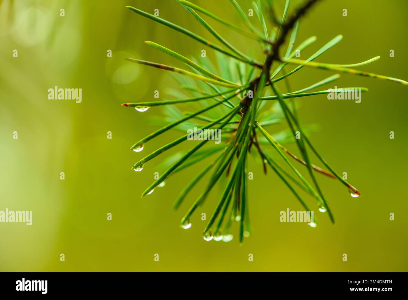 Gouttes de pluie sur les aiguilles de pin rouge, Grand Sudbury, Ontario, Canada Banque D'Images