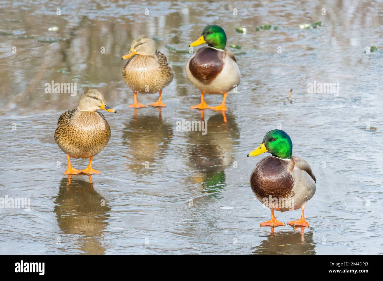 Canards colverts mâles et femelles adultes reproducteurs (Anas platyrhynchos) marchant sur un