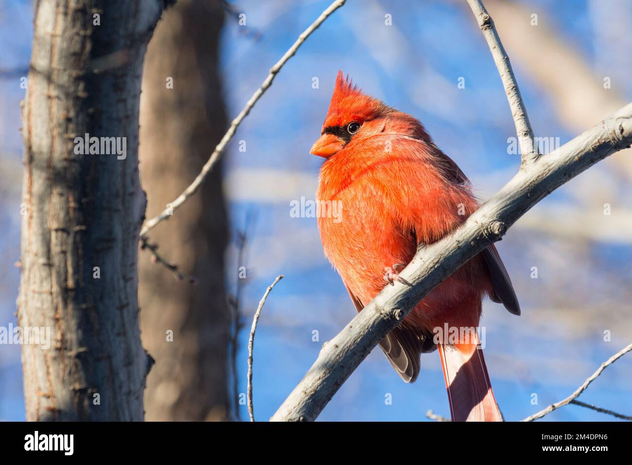 Cardinal de norther mâle (Cardinalis Cardinalis) perchée sur une branche Banque D'Images
